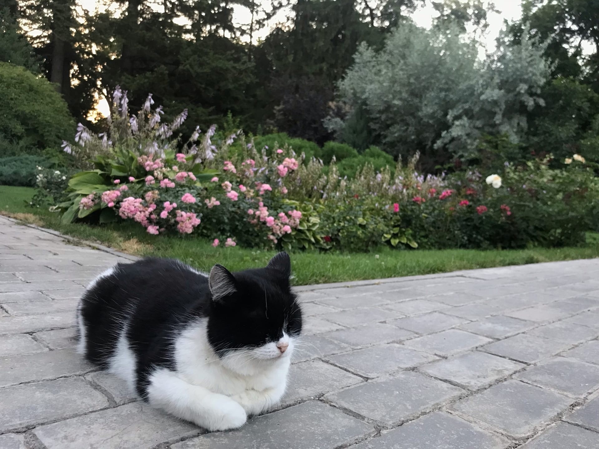 Пензячка переживает за судьбу кошек, которых выгнали из Ботанического сада