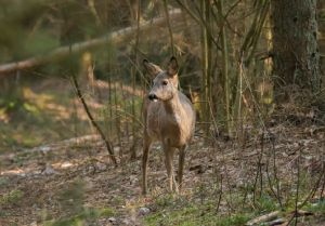 В Пензенской области проведут жеребьевку по распределению разрешений на охоту
