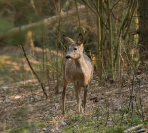 В Пензенской области проведут жеребьевку по распределению разрешений на охоту