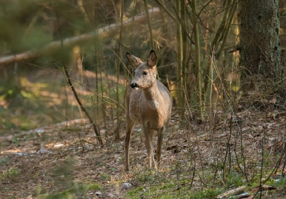 В Пензенской области проведут жеребьевку по распределению разрешений на охоту