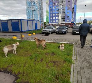 Пензенцы рассказали о стрельбе, устроенной на ГПЗ из-за собаки