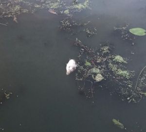 В пензенской мэрии рассказали о планах по очистке Суры