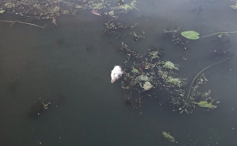 В пензенской мэрии рассказали о планах по очистке Суры