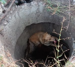 В Пензе спасли собаку, провалившуюся в открытый люк