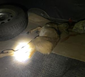 В Городищенском районе охотник нарушил закон и убил косулю