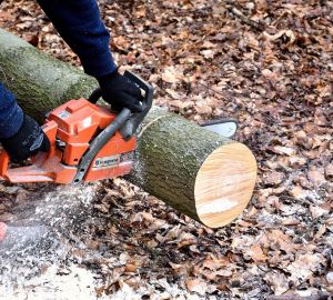 Житель Пензенской области рискует отправиться в тюрьму за незаконную рубку деревьев