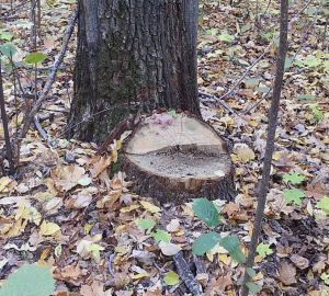В Пензенской области черного лесоруба заставили вернуть миллион за ущерб