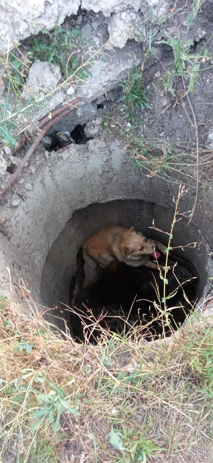 В Пензе собака провалилась в открытый люк