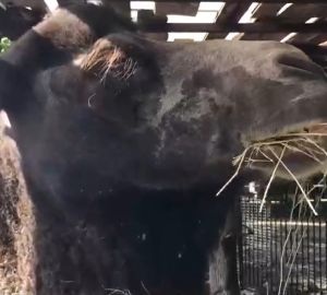 В пензенском зоопарке показали, как ест верблюд
