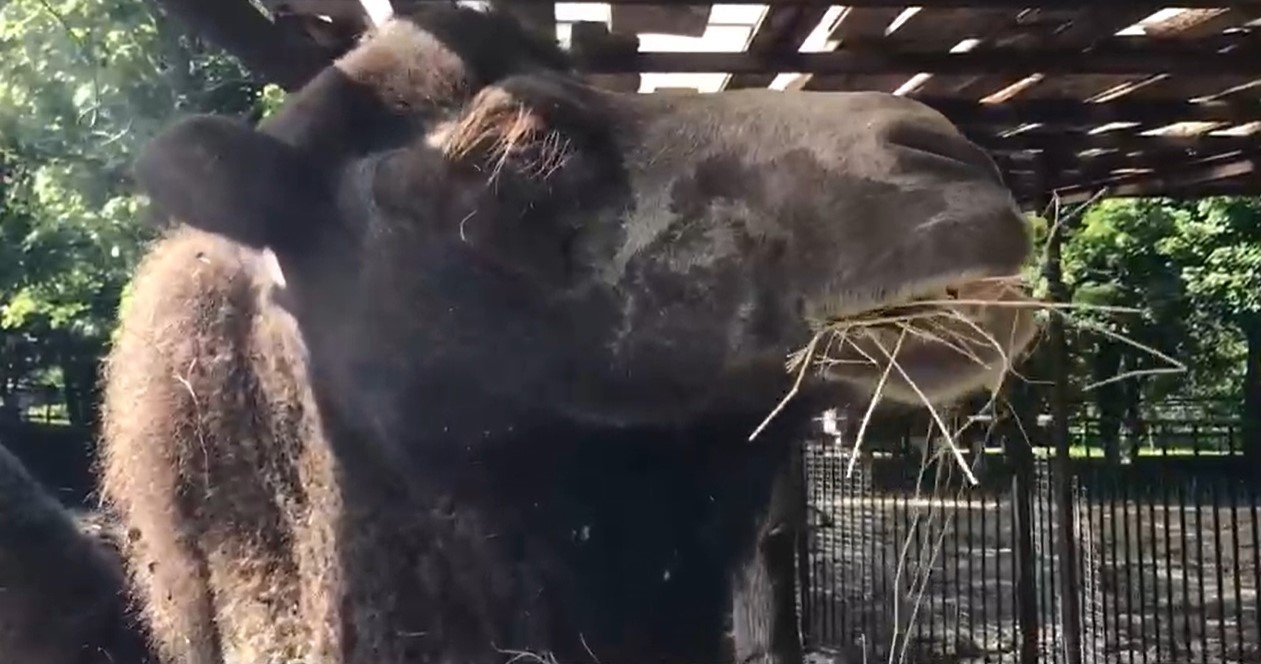 В пензенском зоопарке показали, как ест верблюд