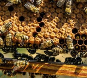 В Пензенской области пасечники получили компенсацию за массовую гибель пчел