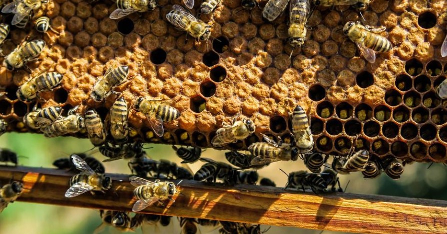 В Пензенской области пасечники получили компенсацию за массовую гибель пчел