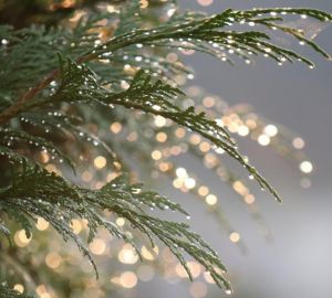 В Кузнецком сквере засохли туи