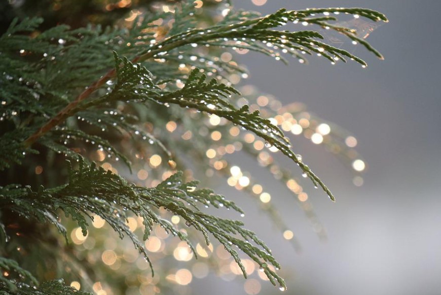 В Кузнецком сквере засохли туи