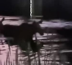 В Заречном лоси купаются в пруду вместе с горожанами