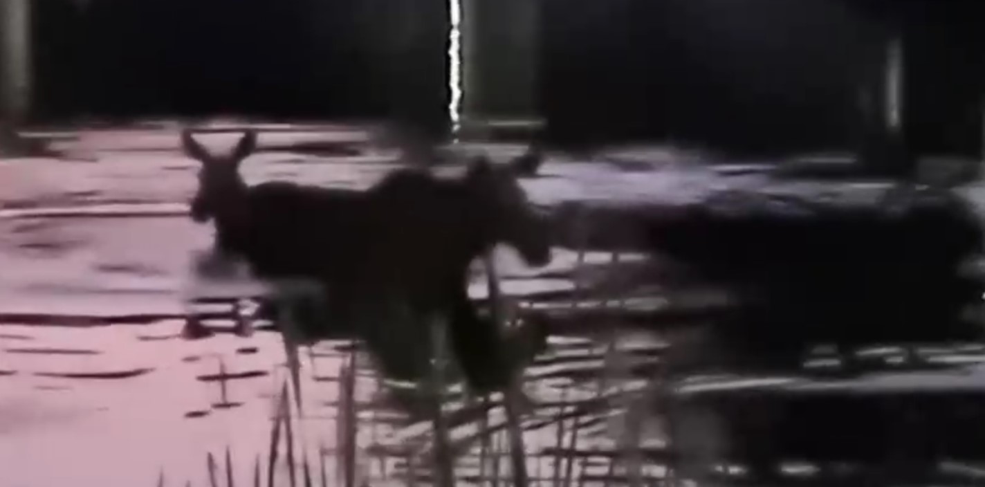 В Заречном лоси купаются в пруду вместе с горожанами