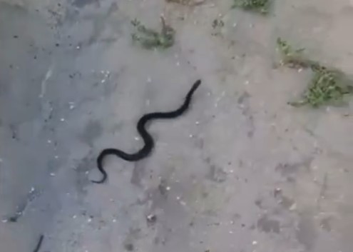 Пенза испытывает нашествие гадюк?