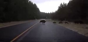 В Пензенской области автомобилист едва не сбил семью кабанов