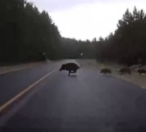 В Пензенской области автомобилист едва не сбил семью кабанов