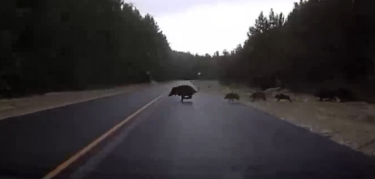 В Пензенской области автомобилист едва не сбил семью кабанов