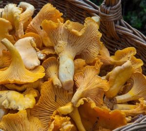 Диетолог рассказала, кому стоит отказаться от грибных блюд