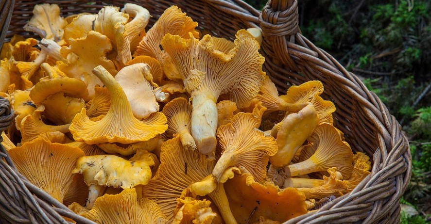 Диетолог рассказала, кому стоит отказаться от грибных блюд