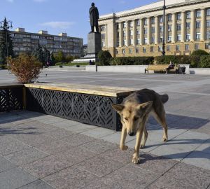 В Сердобске бездомные собаки пугают местных жителей