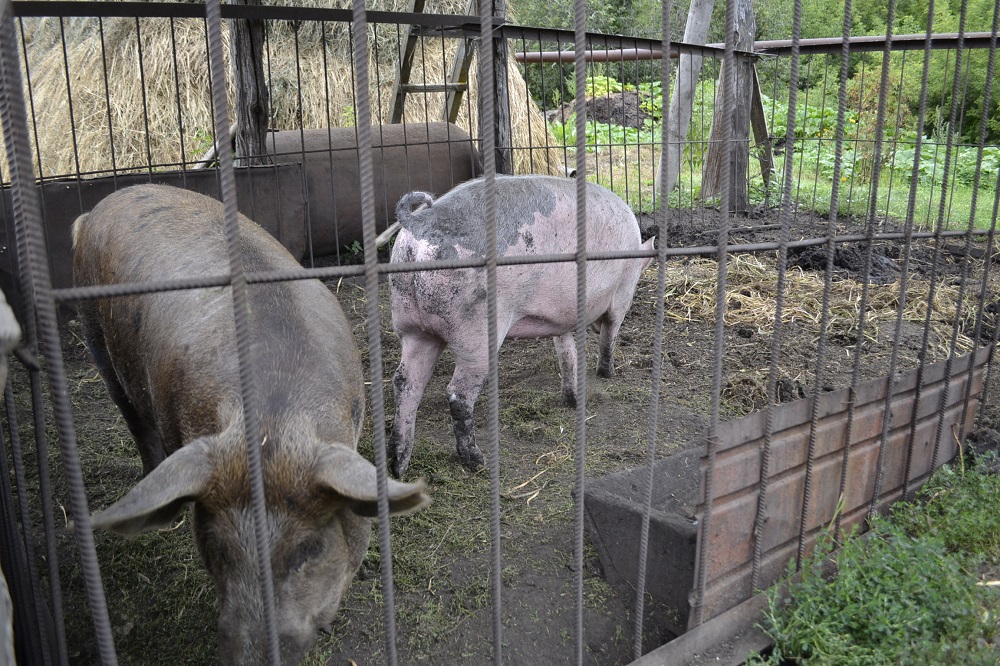 В Пензенской области стало известно, сколько получат владельцы свиней, изъятых из-за АЧС