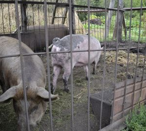 В Пензенской области зафиксирован очаг африканской чумы свиней