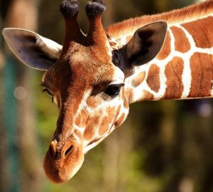 Время работы пензенского зоопарка сократят