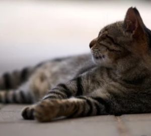 Мужчина из Пензы лишился десятков тысяч рублей, пытаясь организовать вязку кошки