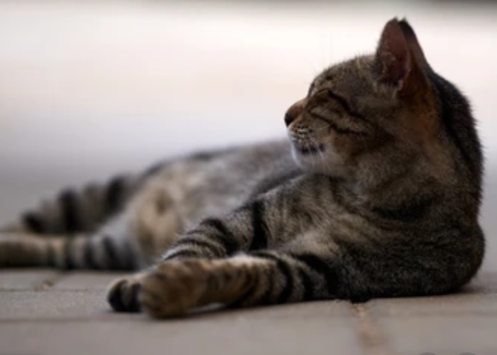 Мужчина из Пензы лишился десятков тысяч рублей, пытаясь организовать вязку кошки