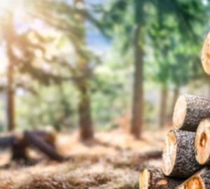 Житель Сосновоборского района лишился бензопилы и получил штраф за спил сухостоя