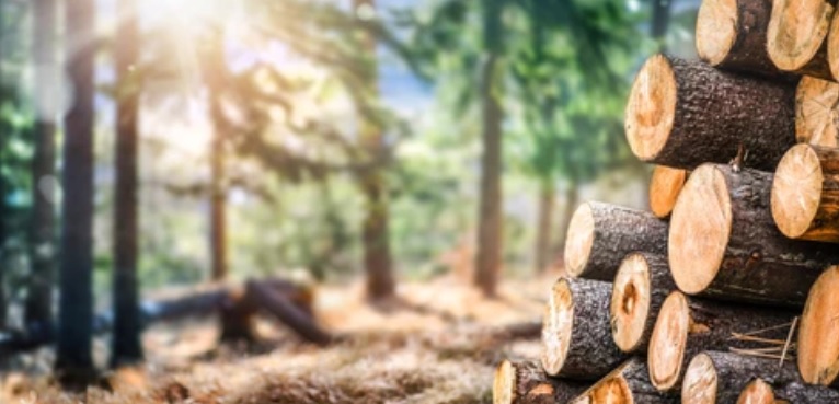 Житель Сосновоборского района лишился бензопилы и получил штраф за спил сухостоя