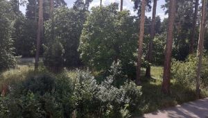 Олег Мельниченко: "Мы восстановим почти 60 гектаров лесов"