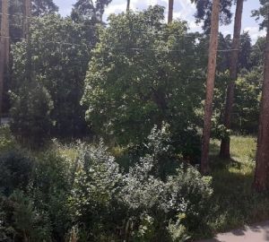 Олег Мельниченко: "Мы восстановим почти 60 гектаров лесов"