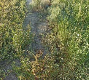 Жители села Ленино пожаловались на заросшие дороги