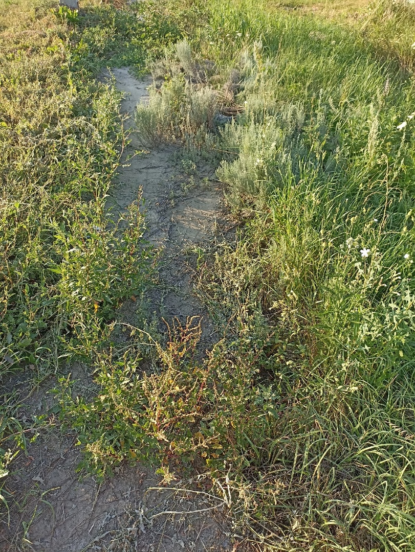 Жители села Ленино пожаловались на заросшие дороги