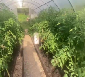 Задержан житель Золотаревки, который выращивал наркотик на своем участке