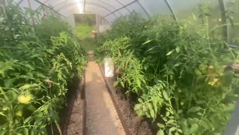 Задержан житель Золотаревки, который выращивал наркотик на своем участке