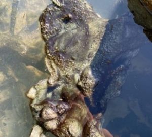 Пензенские чиновники отреагировали на публикацию о загрязнении реки Мокши