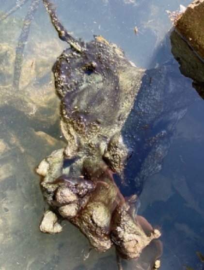 Пензенские чиновники отреагировали на публикацию о загрязнении реки Мокши