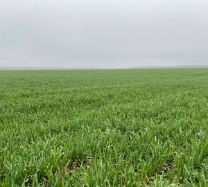 В Пензенской области предпринимателя накажут за заброшенное сельхозполе