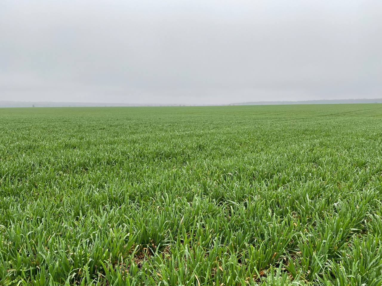 В Пензенской области предпринимателя накажут за заброшенное сельхозполе