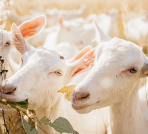 Россельхозбанк и Ростуризм будут совместно развивать сельский туризм