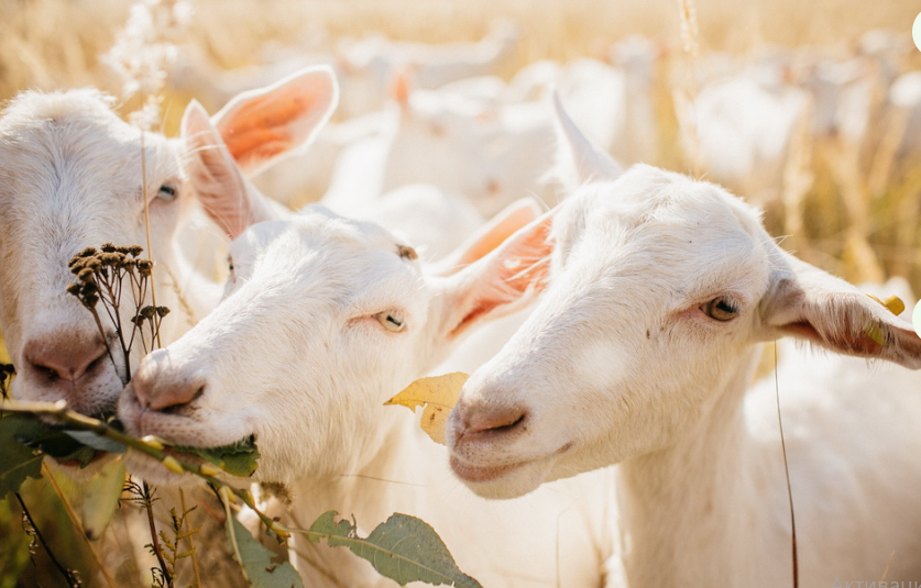 Россельхозбанк и Ростуризм будут совместно развивать сельский туризм