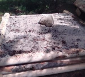 В Кузнецком районе организовали 5 подкормочных площадок для диких животных