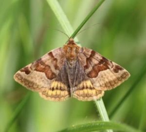 Луговые посевы Пензенской области от мотылька обработают инсектецидами