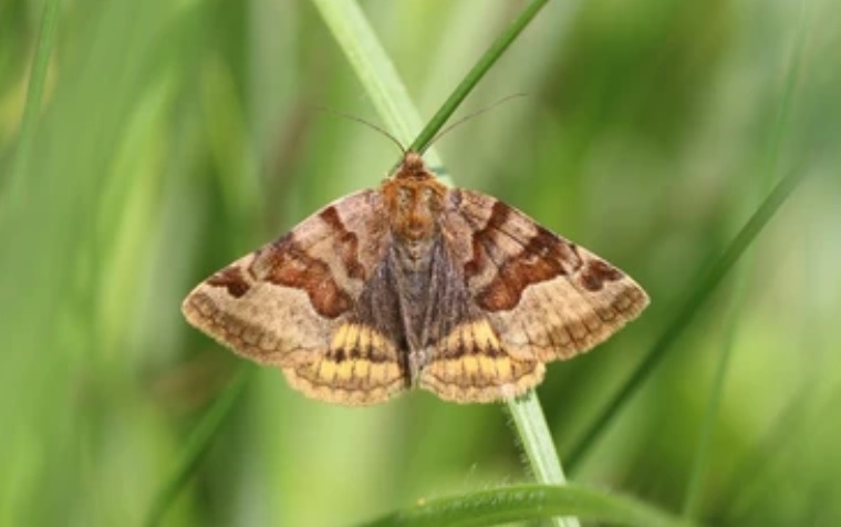 Луговые посевы Пензенской области от мотылька обработают инсектецидами