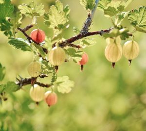 Раскрыта польза крыжовника для организма